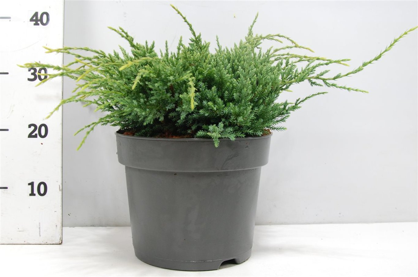 Juniperus squamata 'Holger' - C7.5 30-40 CM